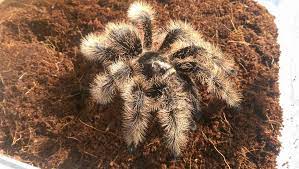 Tarantula, scorpion & other invert supplies ; Tss Bred Tlitocatl Albopilosus True Curly Hair 1cm 4 00