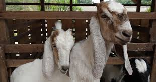 Ada 2 jenis kambing potong yang sering di ternakkan dan paling populer, yaitu: Panduan Umum Ternak Kambing Alam Tani