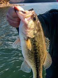 Learn The Keys To Finding Big Actively Feeding Schools Of Bass In The Winter From Josh Bertrand Bass Fishing Fishing Tips Fish