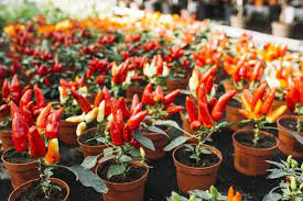 Pruning pepper plants can help increase pepper yields. Watering Pepper Plants In Pots Bottom Watering Plants Printout