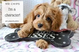We apologize to the many of you whom we have been unable to assist, as we have had to limit our pups to repeat customers. Cavachon Puppies For Sale By Foxglove Farm Cavachon Cavapoo