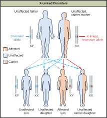 Sex Chromosomes X Linked Inheritance Article Khan Academy