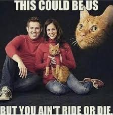 Ride Or Die Meme Google Search Cat Memes Cat Jokes Funny Cute Cats