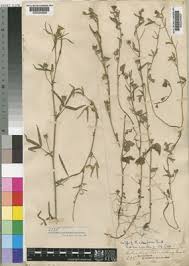 Image result for Hibiscus sidiformis