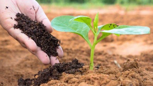 Tea seed meal manufacturer