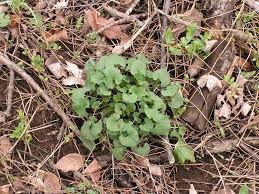 Image result for Setaria petiolata