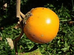 Image result for Solanum macrocarpon