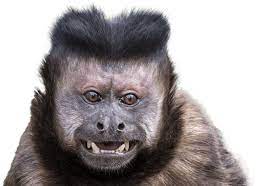 Thumbnail description squirrel monkeys have slender bodies while capuchins are more robust and have prehensile tails; Black Capped Capuchin National Zoo Aquarium