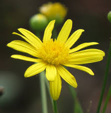 Image result for Euryops chrysanthemoides