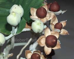 Image result for Argyreia nervosa