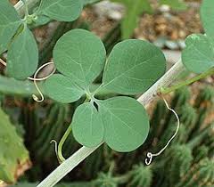 Image result for Adenia