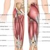 Hamstring muscles on the back of the thigh. 1