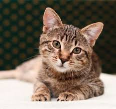 According to legend, the m on the tabby's forehead is a mark of that relationship. Tabby Cats 101 Colors Lifespan Personality And Fun Facts We Re All About Cats