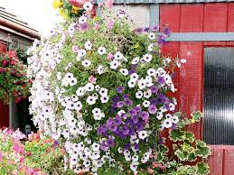 Send birthday plants for lasting birthday wishes sending birthday plants is a popular choice to have your gift brighten the home or office of loved ones for a long time. How To Create A Hanging Basket Display Australian Handyman Magazine