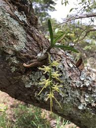 Image result for Tridactyle