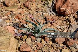 Image result for Ornithoglossum