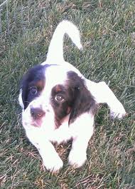 The english setter is exuberant and sociable, requiring frequent human companionship. Llewellin Setter Pups For Sale In Cass City Michigan Classified Americanlisted Com