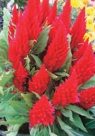 Image result for Celosia pandurata