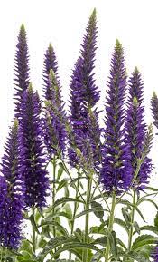 Magic Show Wizard Of Ahhs Spike Speedwell Veronica Hybrid Flower Garden Plans Flower Planters Blue Plants