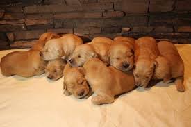 Find golden retrievers for sale in richland, wa on oodle classifieds. Litter Of 9 Golden Retriever Puppies For Sale In Vancouver Wa Adn 65036 On Puppyfinder Com Gender Male S Golden Retriever Litter Retriever Puppies For Sale