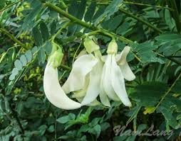 Image result for Sesbania grandiflora