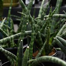 Image result for Sansevieria cylindrica