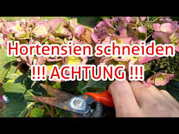 Selbst im winter müssen die. Hortensien Schneiden Achtung Vor Diesem Fehler Sonst Bleibt Die Blute Aus Ruckschnitt Hortensie Youtube