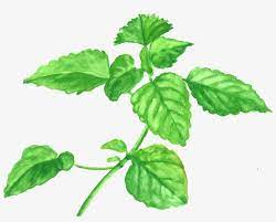 In the july box, you will receive a 30 + page full color herbal zine on lemon balm that includes an introduction to the plant, materia medica, modern medicinal uses, history and lore, thoughts on harvesting and wild gathering, medicinal preparations and food recipes. Lemon Balm Png Image Transparent Png Free Download On Seekpng