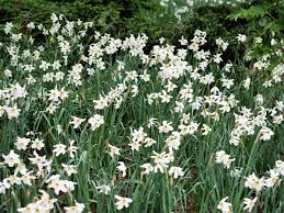 Maybe you would like to learn more about one of these? White Flowers With Green Stems And Tall Grass In Central Park New York City In Spring Time Stock Photo Picture And Royalty Free Image Image 78050359