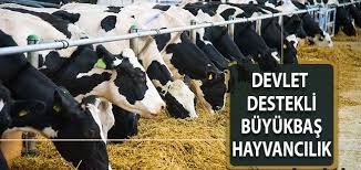 Buyukbas Hayvan Hibe Destegi Sartlari Nelerdir 2020 Devletten Destek