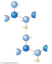 Ppt - 2.6 Hydrogen Bonding Powerpoint Presentation, Free Download -  Id:1085449