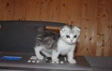 The price for a kitten of munchkin breed starts from 700 dollars (25 000 rubles). Munchkin Cats For Sale Worcester Ma 99442 Petzlover