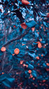 Hd Phone Wallpaper Background Images Wallpapers Love Background Images Blur Background Photography