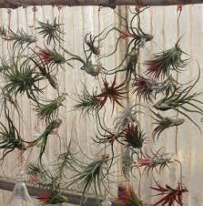 Air plants, or tillandsias, are fun & unusual houseplants. Air Plants Tillandsia Come In Now For A Great Selection Oak Street Garden Shop And Local Market