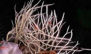 Image result for Eriosema monticola