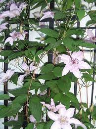 A vine is any plant featuring long stems with trailing, horizontal or climbing growth habits. Stunning Plant Climbing Evergreen Vines Clematis Climbing Plants