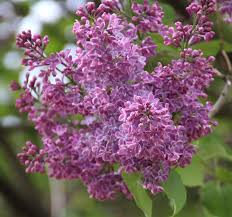 Flieder Schon Und Nutzlich Essbare Pflanzen Krauter Pflanzen Und Flieder