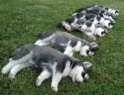 So, how much do siberian huskies cost? The Siberian Husky Dog Breed Information Center