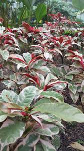 Image result for Excoecaria