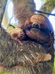 The following list is of codes that used to be in the game, but they are no longer available for use. Three Fingered Sloth Adopts A Two Fingered Sloth Baby Sloth Conservation