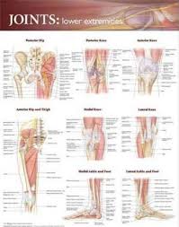 Read Joints Of The Lower Extremities Anatomical Chart Pdf Online