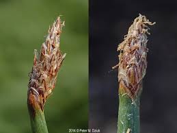 Image result for Eleocharis naumanniana