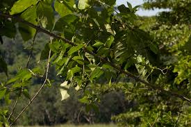 Image result for Bullockia setiflora