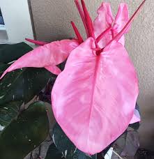 The Pink Princess Philodendron Is A Rare Type Of Philodendron Which In 2020 Philodendron Pink Plant Variegated Plants