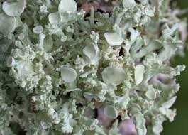 Image result for Orthoclada