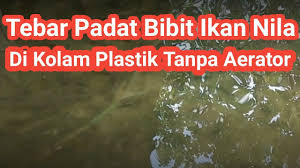 Tebar Padat Bibit Ikan Nila Di Kolam Plastik Tanpa Adanya Aerator Kolam Youtube