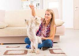 Wer hat schuld am auch vereinbarungen im mietvertrag über den zustand des kellers können hier eine rolle spielen. Indoor Fitness Spiele Fur Den Hund Markt De