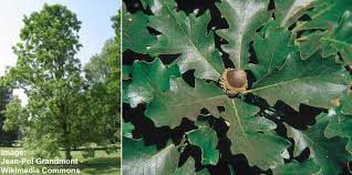 The appearance of an acorn varies, depending on the species of oak it is from. Types Of Oak Trees With Their Bark And Leaves Identification Guide