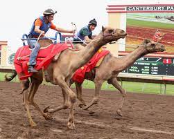 The wild animal races will take place between horse races three and four, five and six, and seven and eight. Ostrich Race Canterbury Park