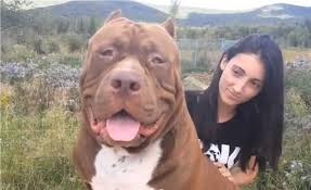 4 Reasons Why Breeding A Dog Like Hulk The Giant Pit Bull Is Wrong 3 Million Dogs